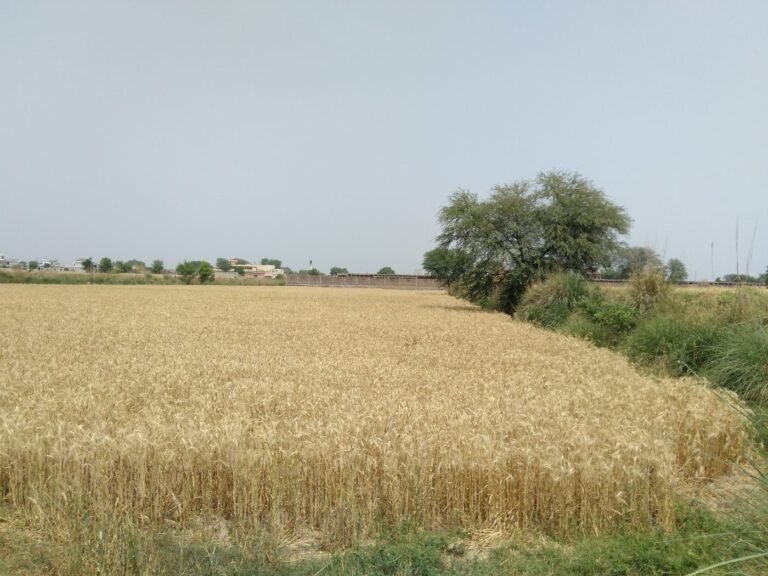 How to Check Land Record Online in Punjab (PLRA Fard)