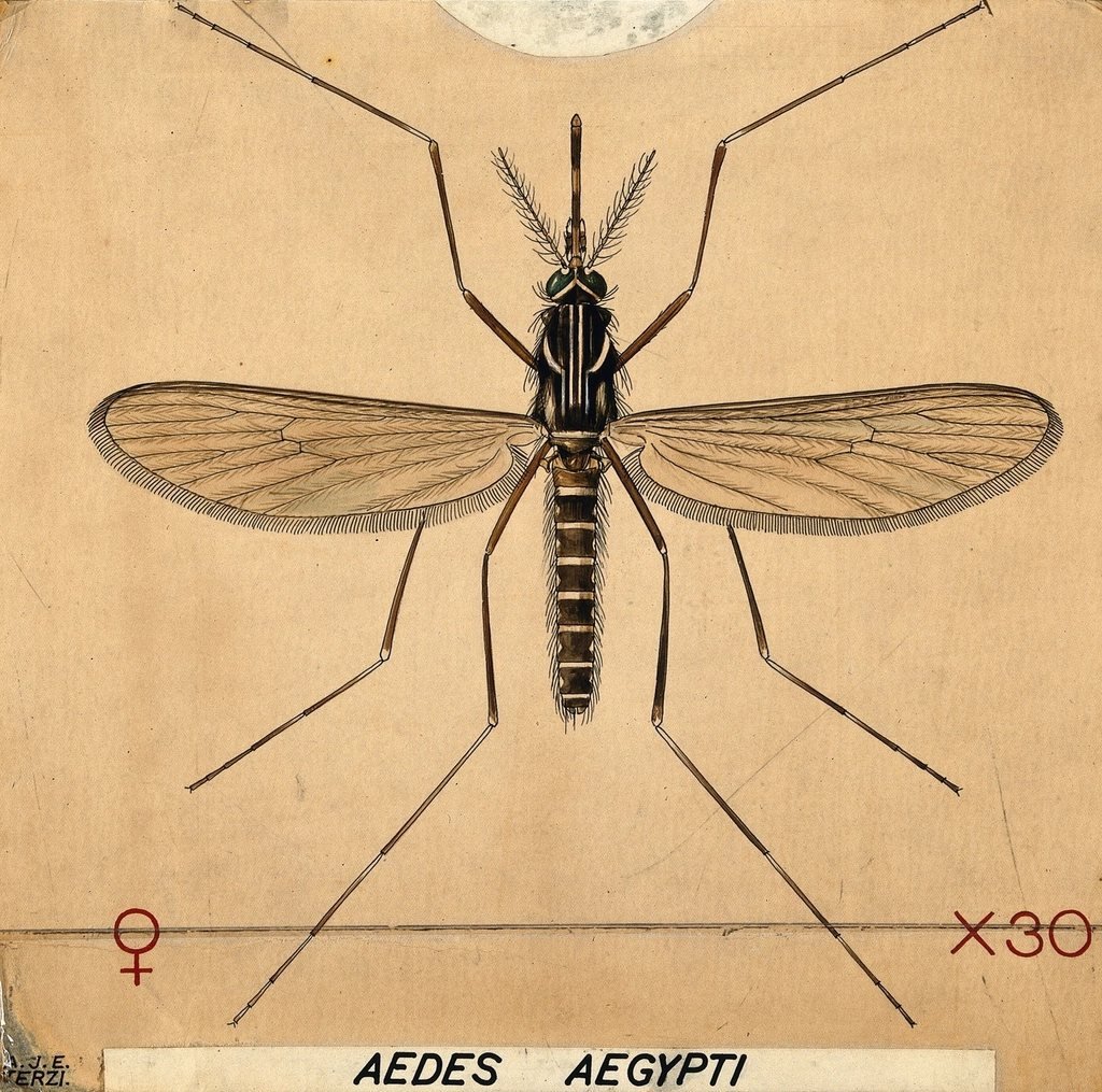 Mosquito – Dengue Fever Symptoms, Treatment & Prevention in Pakistan