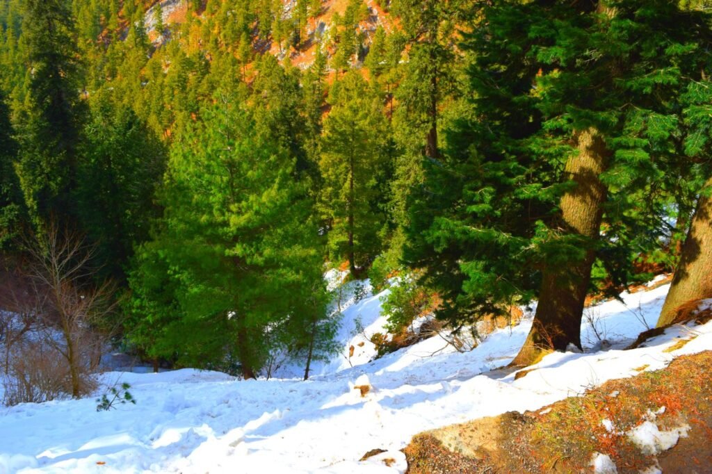 Snow and pine trees in Nathia Gali near Murree