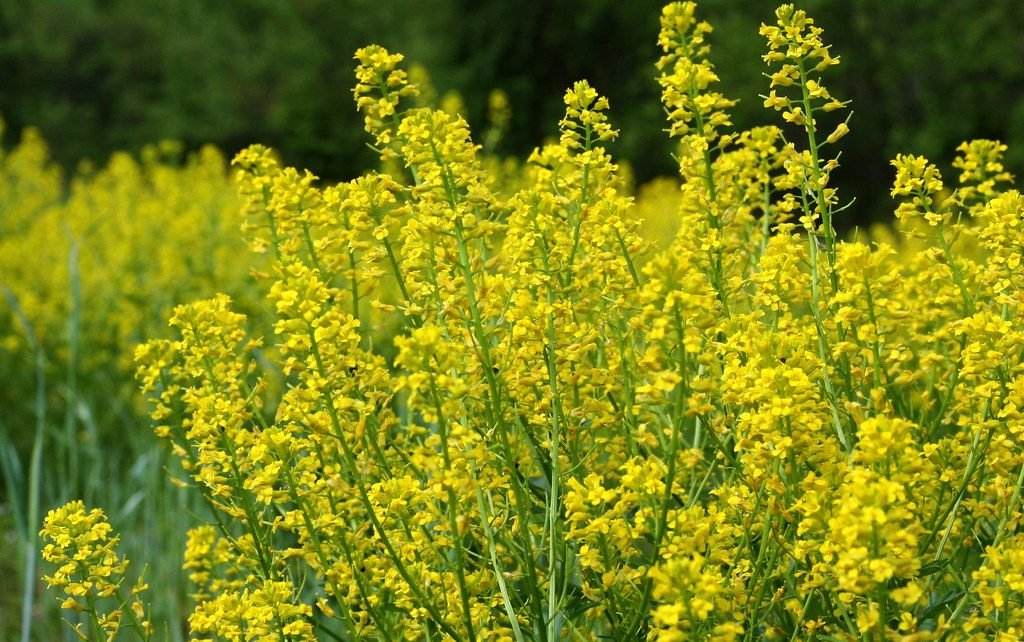 Yellow mustard (sarson) field in winter
